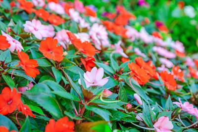 花