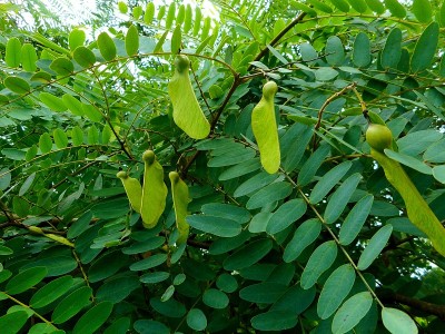 果实植物为金合欢花生