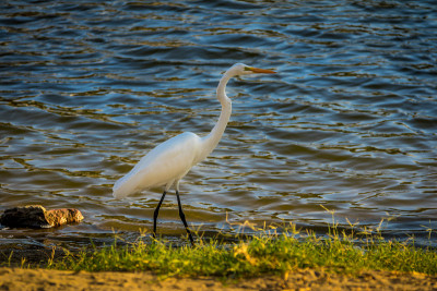 湖上白鹭(Ardea alba)