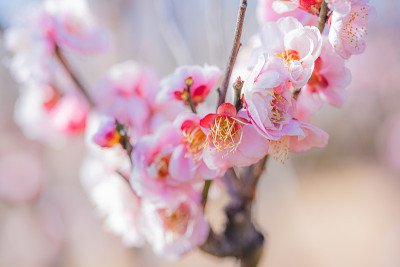 春天花园公园里粉红色的梅花盛开