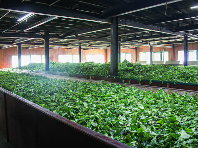 斯里兰卡一家工厂的茶叶发酵、干燥过程