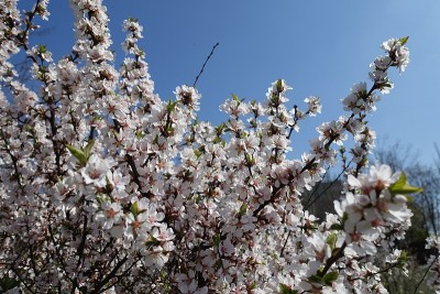 4月的蓝天和樱花枝