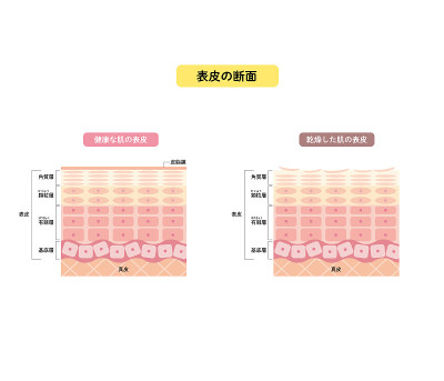 皮肤表皮、皮肤结构、皮肤图、美容