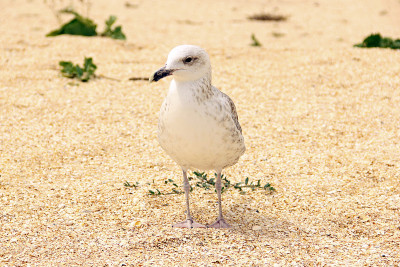 Larus argentatus。海边的银色海鸥。海鸥