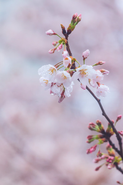 横滨的粉红色樱花近距离绽放