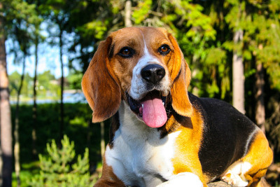 小猎犬号