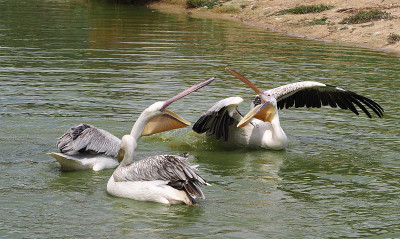 大白鹈鹕(学名:pelelecanus onocrotalus)