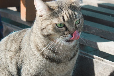 西伯利亚猫坐着，舔着舌头