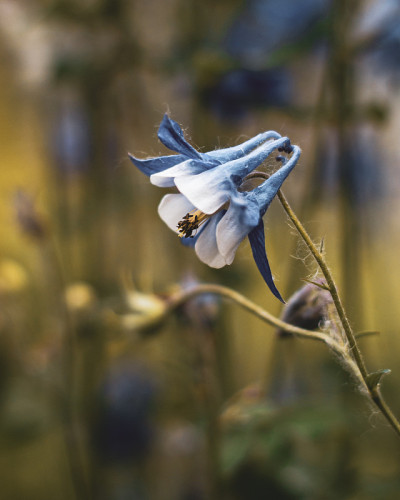 耧斗菜花蕾