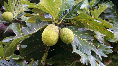 面包果生长在夏威夷