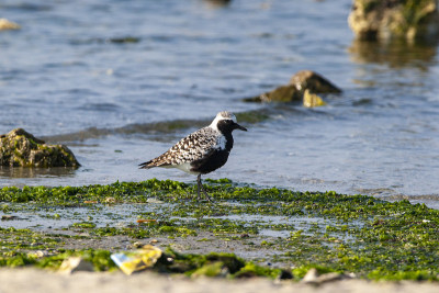 灰鸻(Pluvialis squatarola)鸟类的自然栖息地。