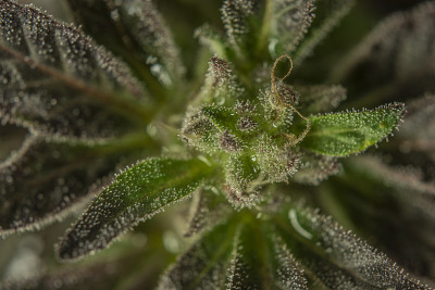 黑色法式曲奇，温室里成熟的迷你大麻花