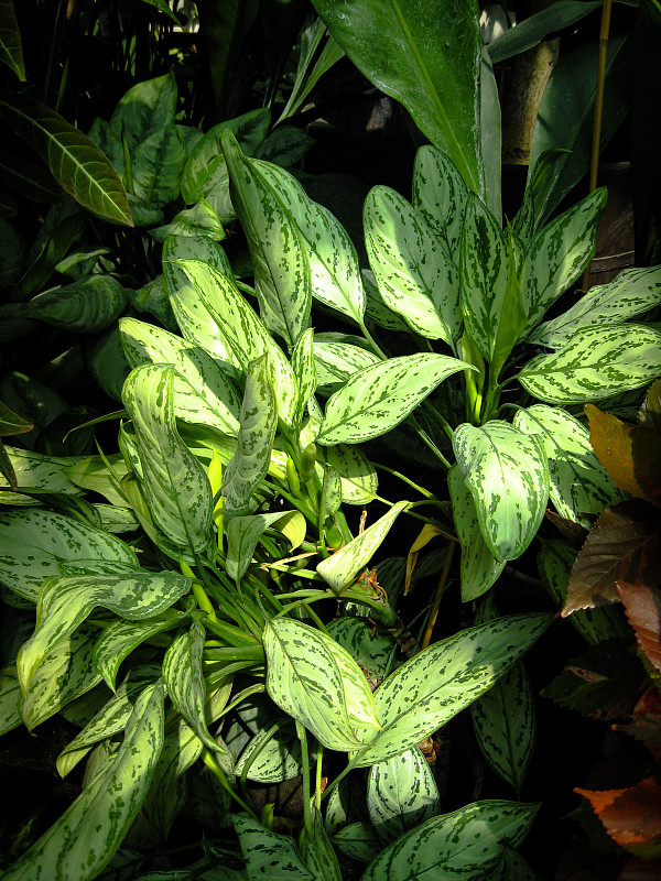 布什在阳光下的Aglaonema Commutatum(或Aglaonema Schott)。