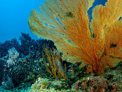 深蓝海洋下的海洋生物环境美景。