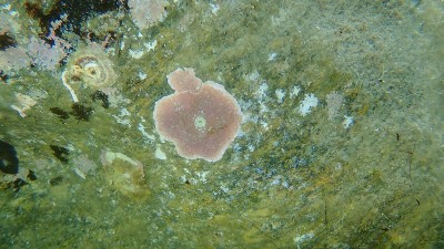 海草:海底包覆的珊瑚藻(石藻包覆藻)