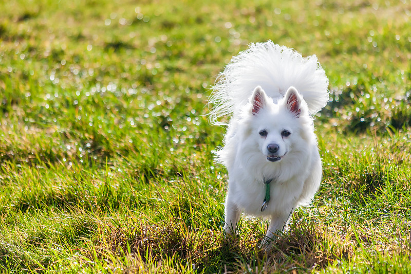 白色博美犬奔跑