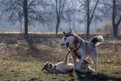 西伯利亚哈士奇犬和莱卡犬。