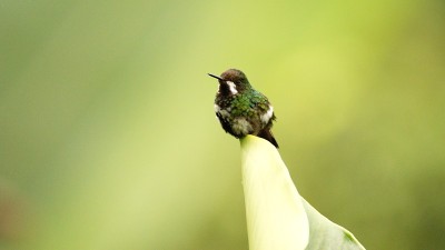 绿色thorntail