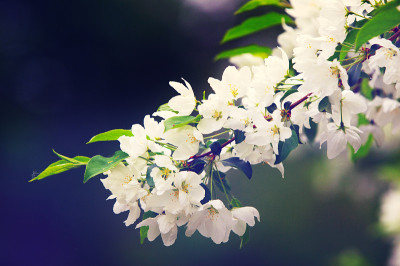 苹果树花在雪中
