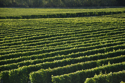 好保持vinyard