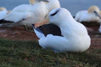 白眉信天翁(Thalassarche melanophris)或德国Mollymawk Helgol
