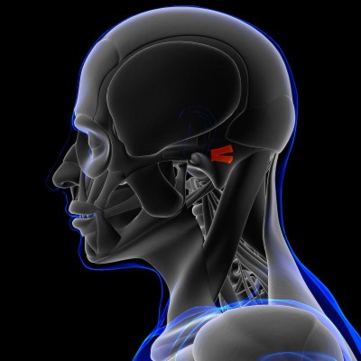 3D医学概念的耳后肌解剖
