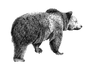 手绘小熊、素描图形、单色插图