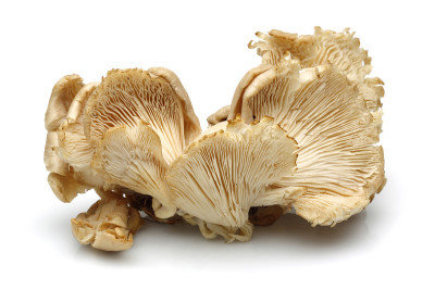 孤立的平菇上白色