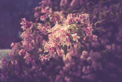 Closeup pink flowers in the green garden