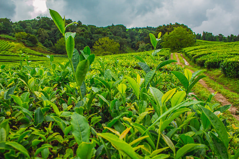 葡萄牙亚速尔群岛圣米格尔岛的Cha Gorreana茶园