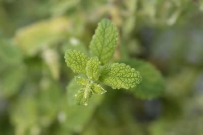 菠萝薄荷