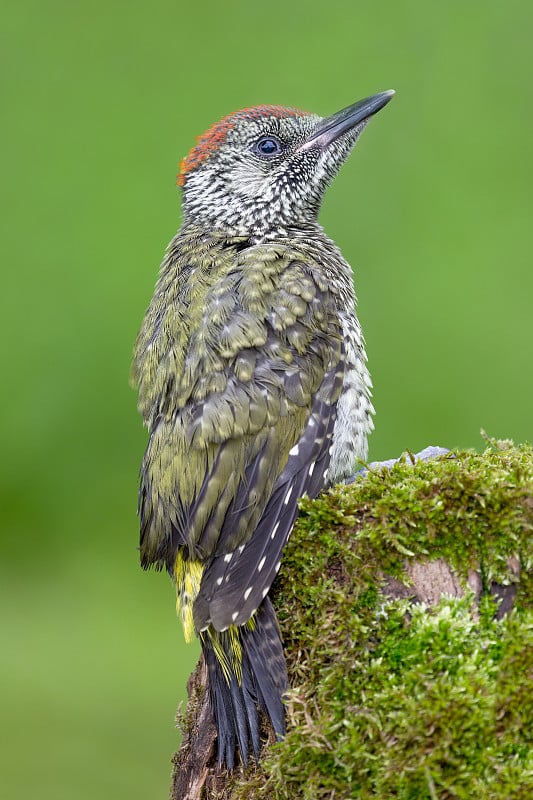 蜂鸟，欧洲绿啄木鸟的精彩画像(Picus virdis)