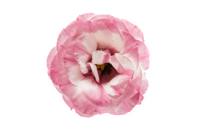 eustoma花