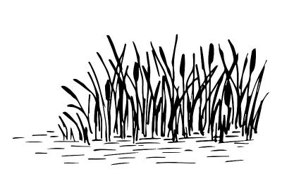简单的手绘矢量画在黑色轮廓。湖岸，芦苇，平静的水，河流植物，沼泽。大自然，野外景观，猎鸭，钓鱼。
