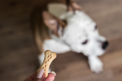 狗狗接受款待