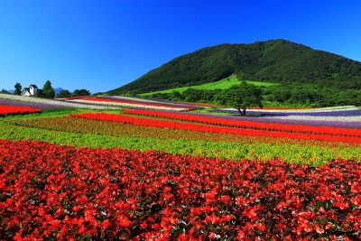 蓝天和花海