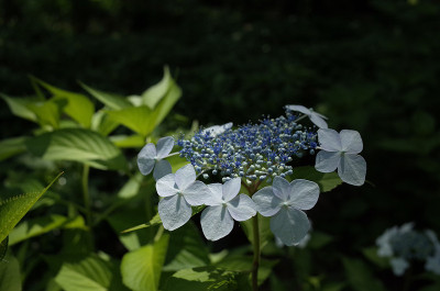 浅蓝色的绣球花