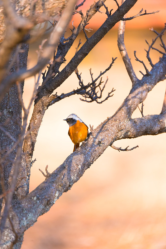 天鸟Daurian redstart，在东京Kinen Park