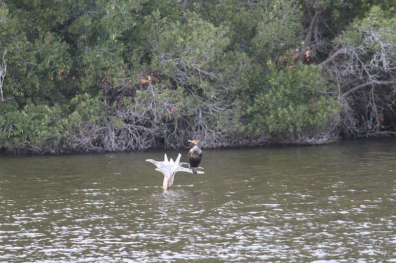 Kiawah Island)