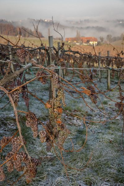 icewine),葡萄园
