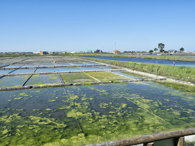 威Saline-Portugal