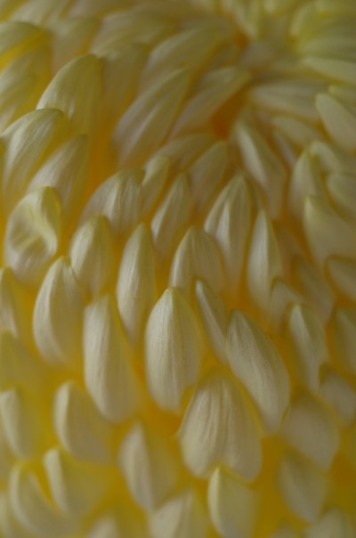 菊花-“Atsumono”宏，轻霜