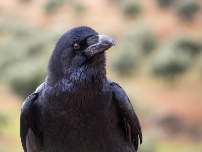 普通乌鸦(corax)肖像