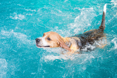 小比格犬在游泳池里游泳