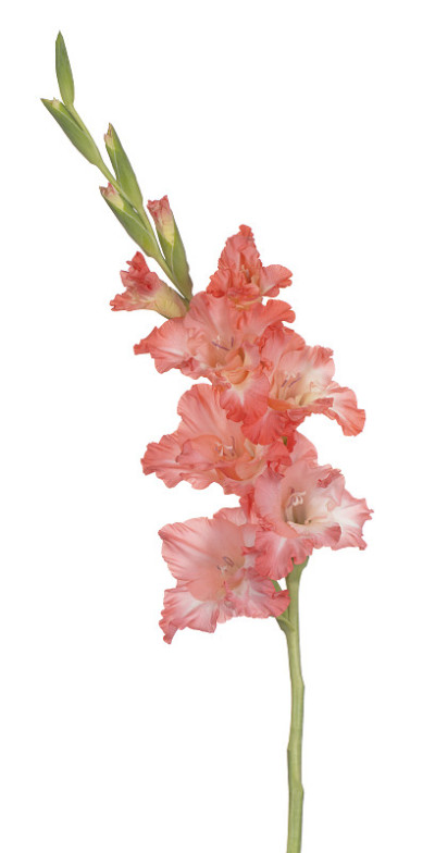 花孤立