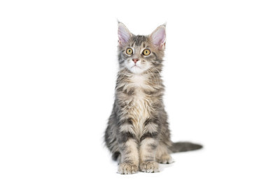 缅因猫，孤独。可爱，最大和美丽的猫品种。白色背景