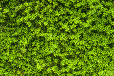 蕨类植物和苔藓