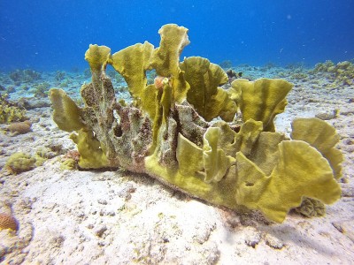 博内尔内衣裤、暗礁和海洋生物