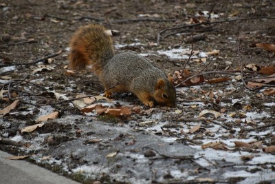 冷狐松鼠(Sciurus niger)在伊利诺斯州立大学，正常IL，美国