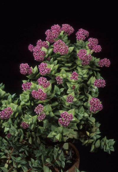 Crassula